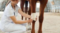 From Stable to Smartphone: How Tech is Transforming Horse Care