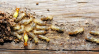 Steps to Effective Termite Control &#8211; No Magic, Just Work