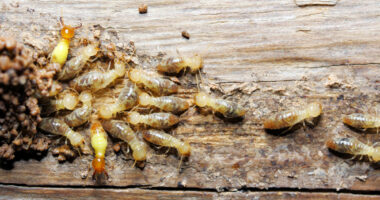 Steps to Effective Termite Control &#8211; No Magic, Just Work